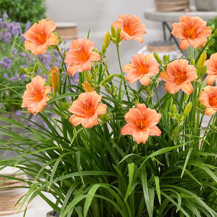 Hemerocallis rebloomer 'EveryDayLily Pink Wing' (Spring) - Daylily from ADR Bulbs