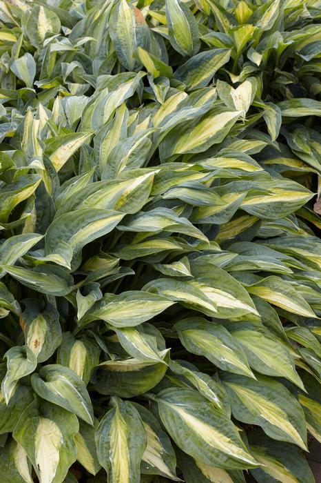Wholesale Hosta 'Stained Glass' (Ships in Spring) - Plantain Lily | A.D.R. Bulbs