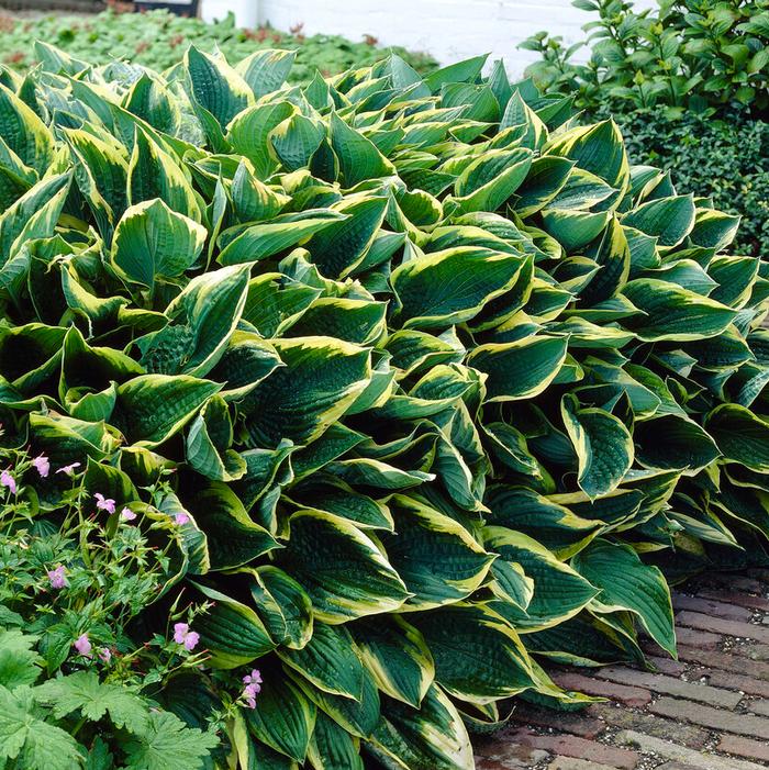 Wholesale Hosta 'Aureomarginata' (Ships in Spring) - Plantain Lily | A.D.R. Bulbs