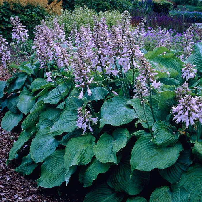 Wholesale Hosta 'Blue Angel' (Ships in Spring) - Plantain Lily | A.D.R. Bulbs