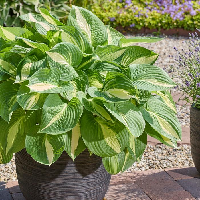 Wholesale Hosta 'Ann Kulpa' (Ships in Spring) - Plantain Lily | A.D.R. Bulbs