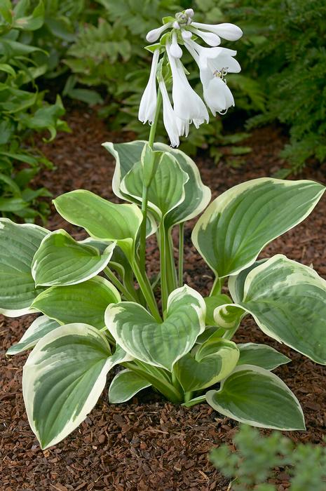 Wholesale Hosta 'Diana Remembered' (Ships in Spring) - Plantain Lily | A.D.R. Bulbs