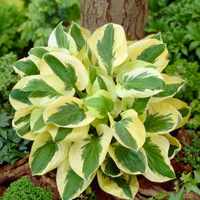 Wholesale Hosta 'Brim Cup' (Ships in Spring) - Plantain Lily | A.D.R. Bulbs