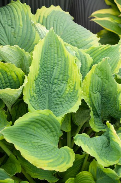 Wholesale Hosta 'Spartacus' (Ships in Spring) - Plantain Lily | A.D.R. Bulbs