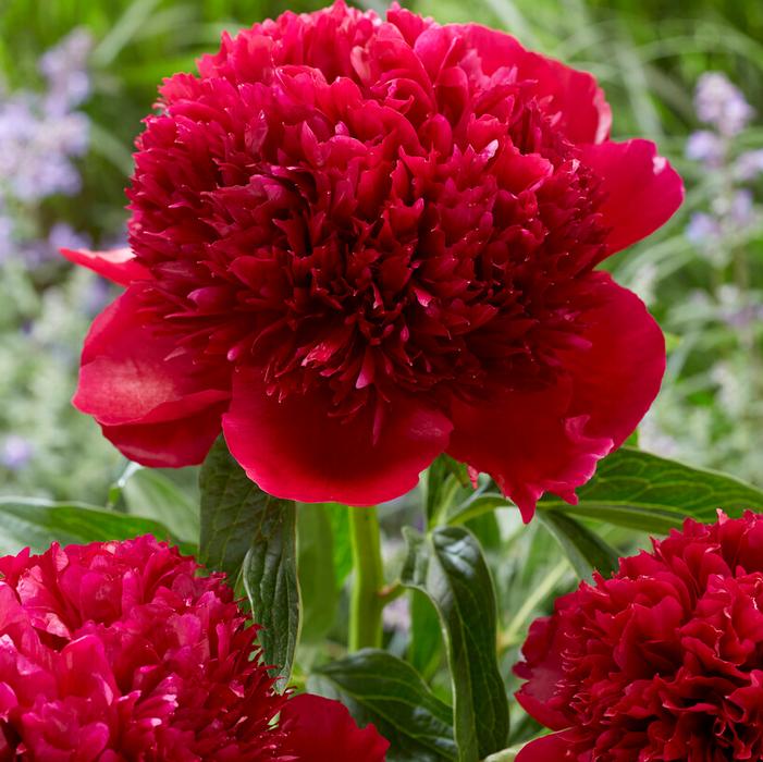 Wholesale Paeonia 'Red Charm' (Ships in Spring) - Garden Peony | A.D.R. Bulbs
