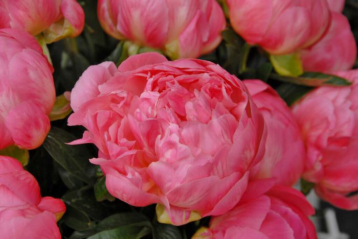 Wholesale Paeonia 'Pink Hawaiian Coral' (Ships in Spring) - Garden Peony | A.D.R. Bulbs