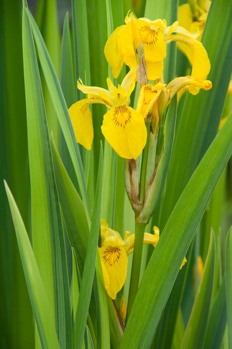 Wholesale Iris pseudacorus 'Yellow Flag' (Ships in Spring) - Yellow Flag | A.D.R. Bulbs