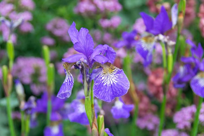 Wholesale Iris versicolor 'Gerald Darby' (Ships in Spring) - Blue Flag | A.D.R. Bulbs