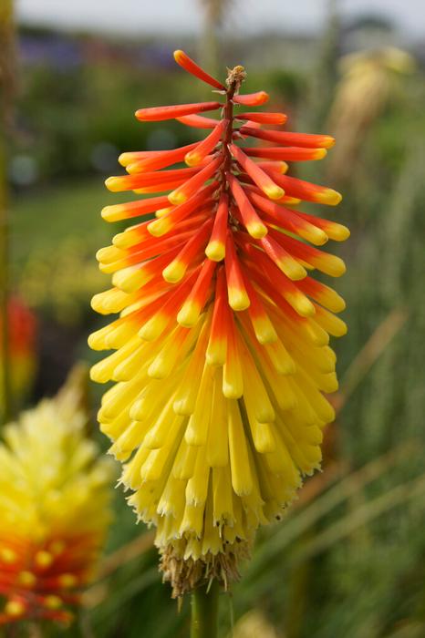 Wholesale Kniphofia 'Royal Standard' (Ships in Spring) - Kniphofia | A.D.R. Bulbs