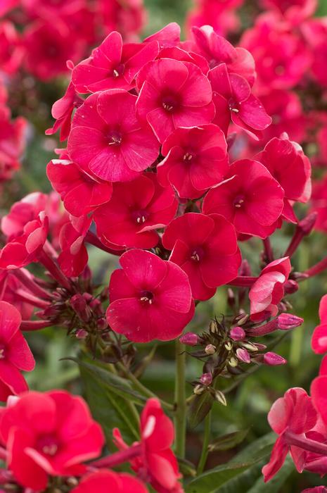 Wholesale Phlox 'Grenadine Dream' (Ships in Spring) - Phlox | A.D.R. Bulbs