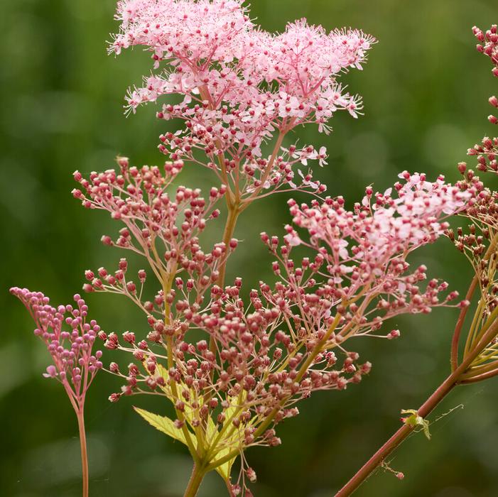 Wholesale Filipendula 'Rubra Venusta' (Ships in Spring) - Filipendula | A.D.R. Bulbs