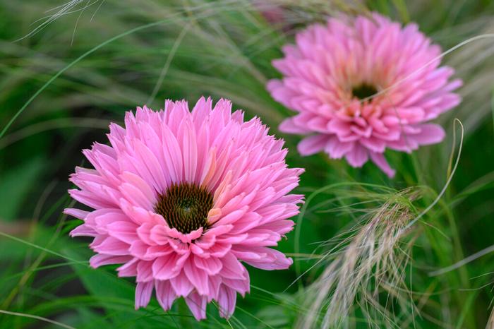 Wholesale Echinacea 'Sunseekers Salmon' (Ships in Spring) - Coneflower | A.D.R. Bulbs