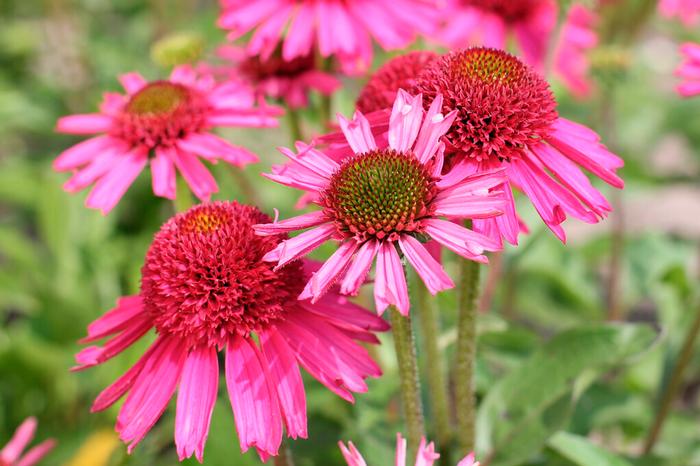 Wholesale Echinacea 'Delicious Candy' (Ships in Spring) - Coneflower | A.D.R. Bulbs