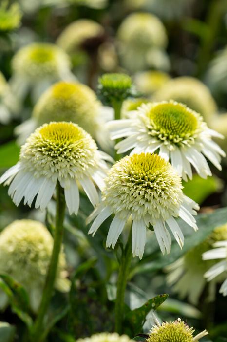 Wholesale Echinacea 'Delicious Nougat' (Ships in Spring) - Coneflower | A.D.R. Bulbs