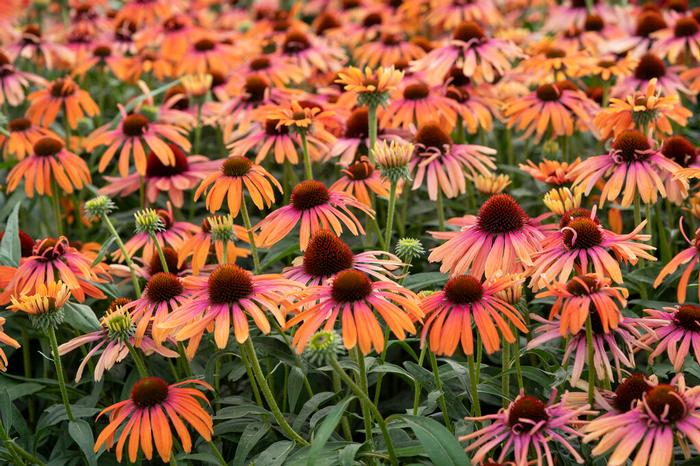 Wholesale Echinacea 'Rainbow Marcella' (Ships in Spring) - Coneflower | A.D.R. Bulbs