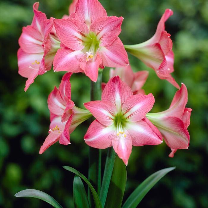 Wholesale Amaryllis Peruvian 'Pink Star' - Amaryllis | A.D.R. Bulbs