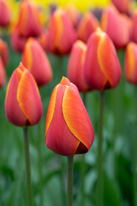 Wholesale Tulipa Darwin Hybrid 'Dafeng' - Tulip | A.D.R. Bulbs
