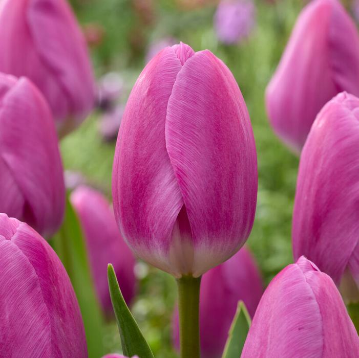 Wholesale Tulipa Darwin Hybrid 'Imperial Garden' - Tulip | A.D.R. Bulbs