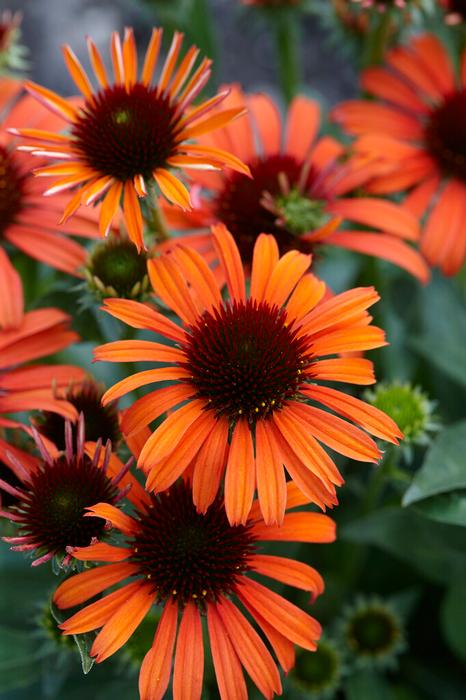 Wholesale Echinacea 'Orange Skipper' (Ships in Spring) - Coneflower | A.D.R. Bulbs