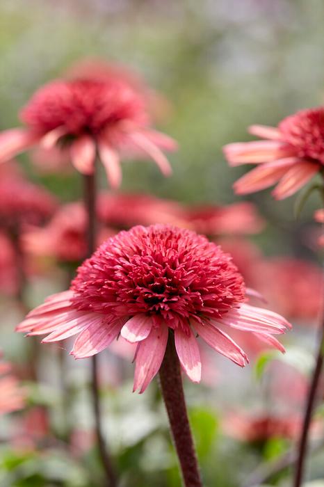 Wholesale Echinacea 'Raspberry Truffle' (Ships in Spring) - Coneflower | A.D.R. Bulbs