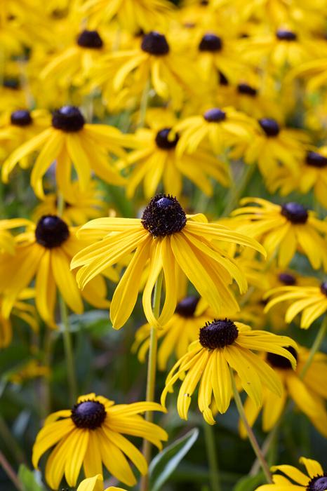 Wholesale Echinacea 'Yellow Passion' (Ships in Spring) - Coneflower | A.D.R. Bulbs