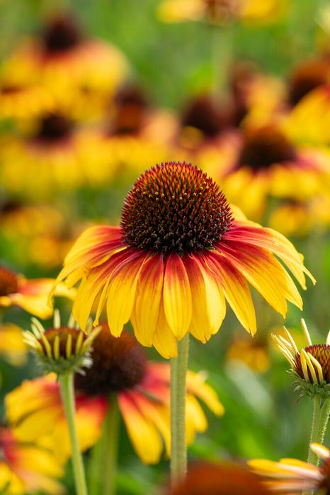 Wholesale Echinacea 'Parrot' (Ships in Spring) - Coneflower | A.D.R. Bulbs