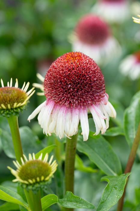 Wholesale Echinacea 'Strawberry and Cream' (Ships in Spring) - Coneflower | A.D.R. Bulbs
