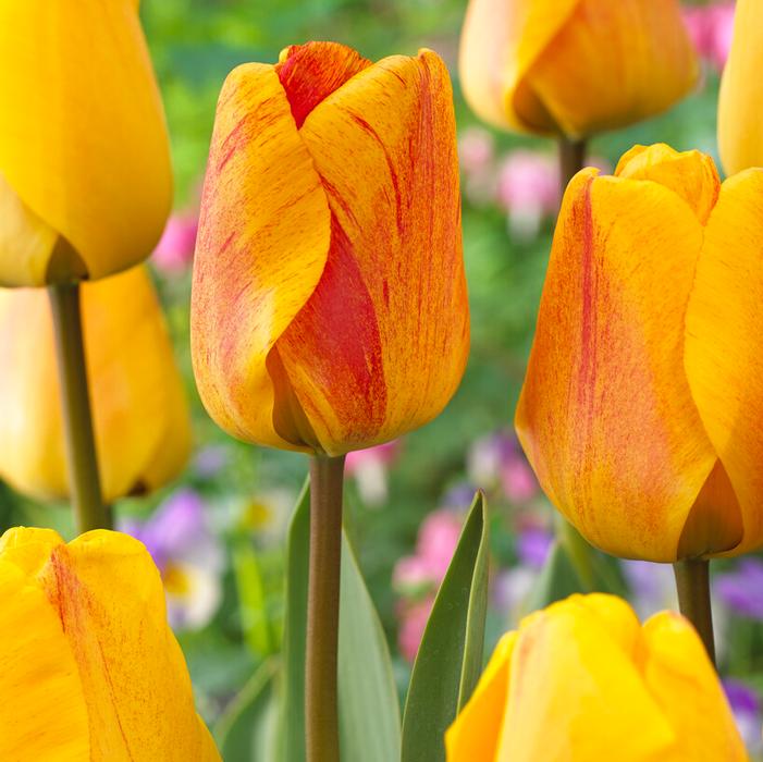 Wholesale Tulipa Darwin Hybrid 'Beauty of Apeldoorn' - Tulip | A.D.R. Bulbs