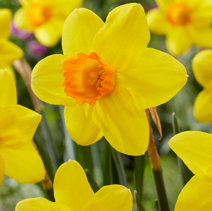 Wholesale Narcissi Large Cupped 'Pinza' - Daffodil | A.D.R. Bulbs
