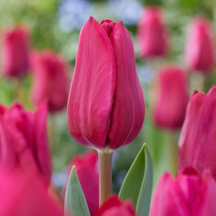 Wholesale Tulipa Triumph 'Roussillon' - Tulip | A.D.R. Bulbs