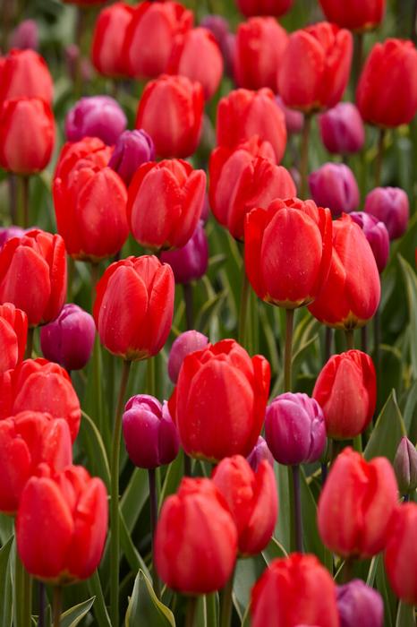 Wholesale Tulipa Darwin Hybrid 'Parade Design' - Tulip | A.D.R. Bulbs