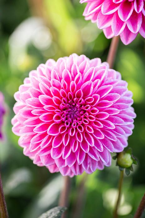 Wholesale Dahlia Ball 'Sandra' (Ships in Spring) - Dahlia | A.D.R. Bulbs