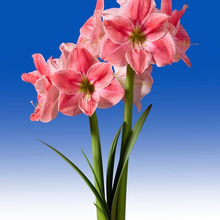 Wholesale Amaryllis Dutch 'Sweet Cream' - Amaryllis | A.D.R. Bulbs