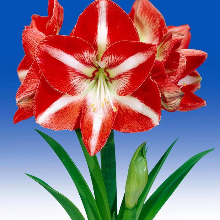 Wholesale Amaryllis Dutch 'Stargazer' - Amaryllis | A.D.R. Bulbs