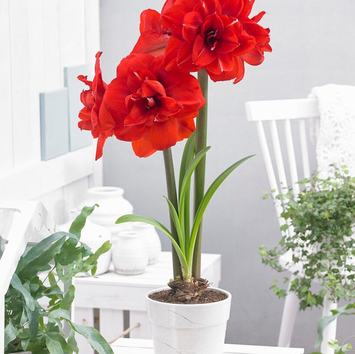 Wholesale Amaryllis Dutch 'Double King' - Amaryllis | A.D.R. Bulbs