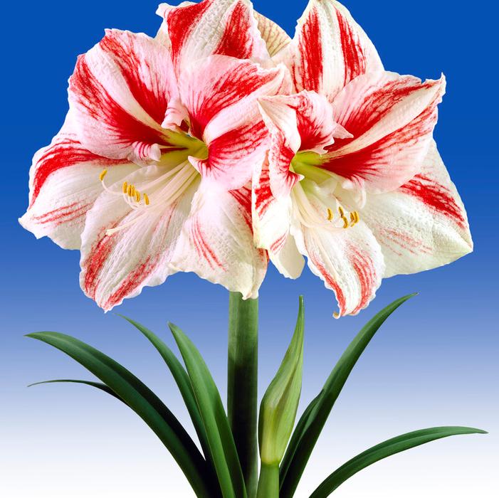 Wholesale Amaryllis Dutch 'Clown' - Amaryllis | A.D.R. Bulbs