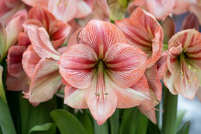 Wholesale Amaryllis Dutch 'Provence' - Amaryllis | A.D.R. Bulbs