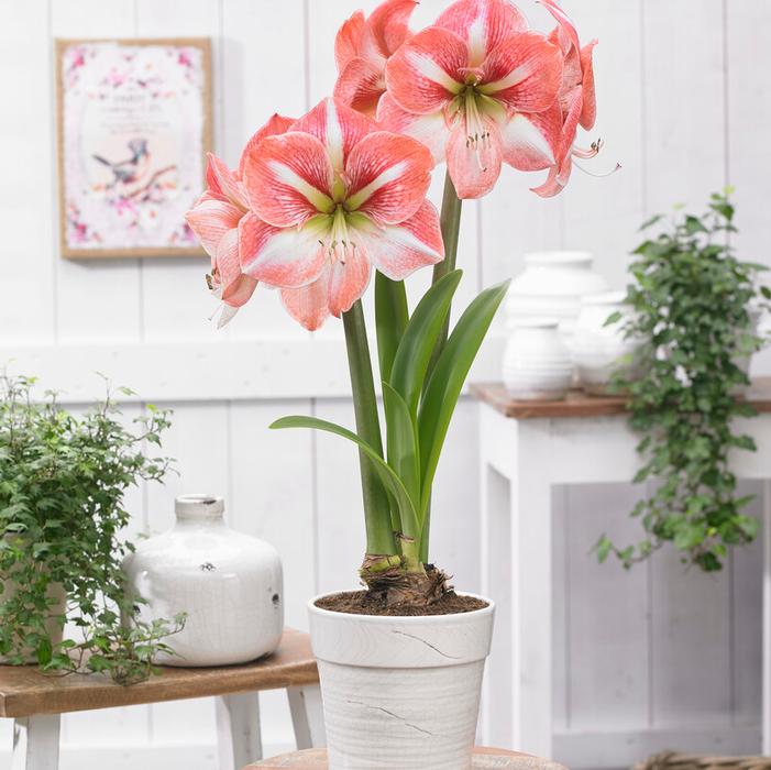 Wholesale Amaryllis Dutch 'Strong King' - Amaryllis | A.D.R. Bulbs