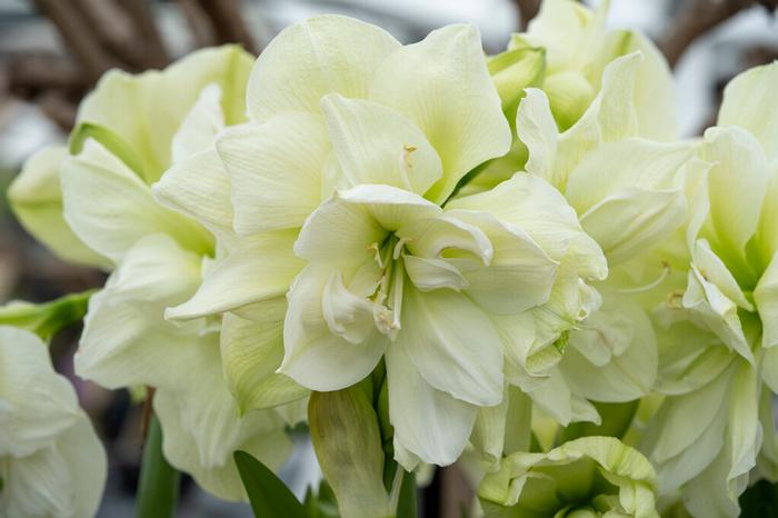 Wholesale Amaryllis Dutch 'Marilyn' - Amaryllis | A.D.R. Bulbs