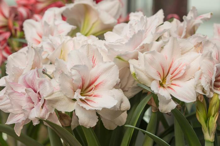 Wholesale Amaryllis Dutch 'Aquaro' - Amaryllis | A.D.R. Bulbs
