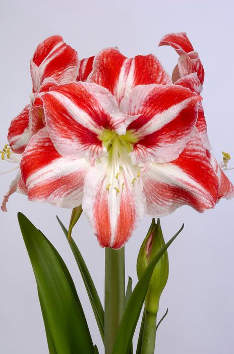 Wholesale Amaryllis Peruvian 'Toronto' - Amaryllis | A.D.R. Bulbs