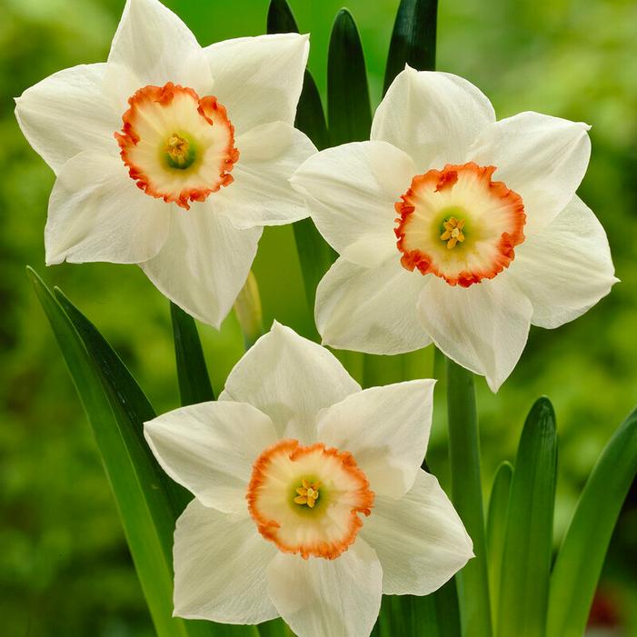 Wholesale Narcissi Large Cupped 'Audubon' - Daffodil | A.D.R. Bulbs