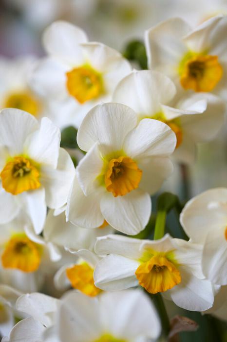 Wholesale Narcissi Bunch Flowering 'Beautiful Eyes' - Daffodil | A.D.R. Bulbs