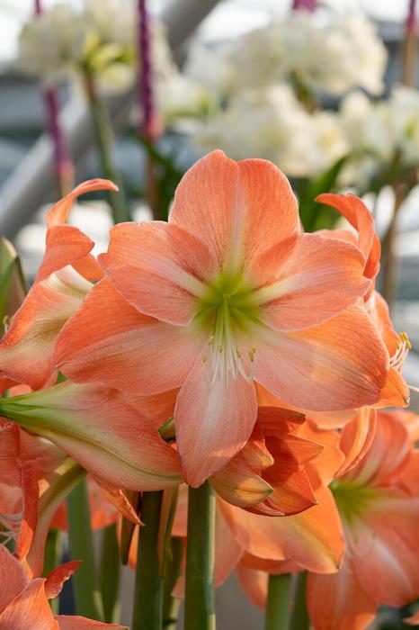Wholesale Amaryllis Dutch 'King Star' - Amaryllis | A.D.R. Bulbs