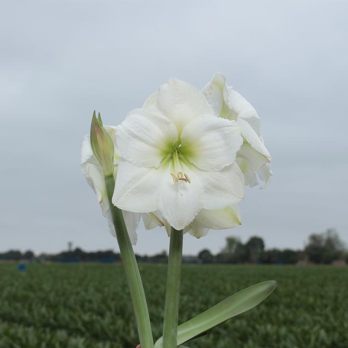 Wholesale Amaryllis Peruvian 'White Candle' - Amaryllis | A.D.R. Bulbs
