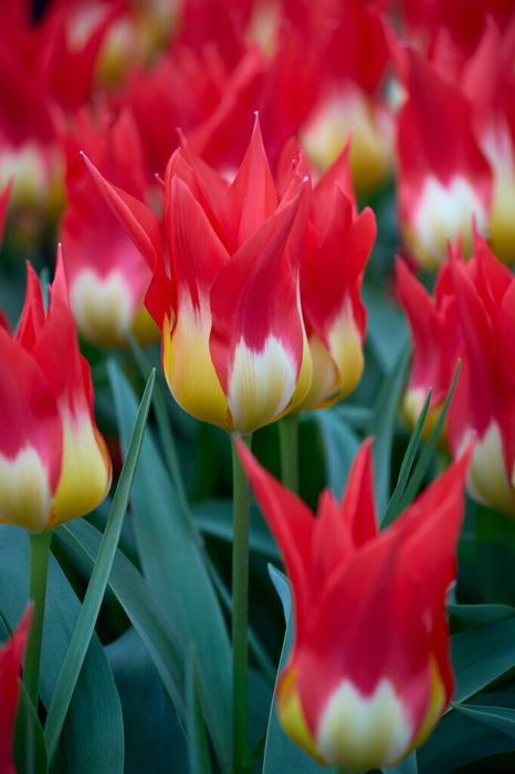 Wholesale Tulipa Emperor 'Flames Mystery' - Tulip | A.D.R. Bulbs