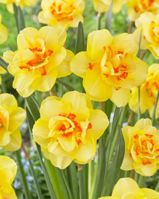 Wholesale Narcissi Double 'Tahiti' - Daffodil | A.D.R. Bulbs