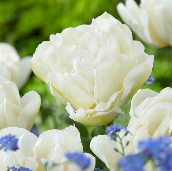 Wholesale Tulipa Double Early 'Northcap' - Tulip | A.D.R. Bulbs