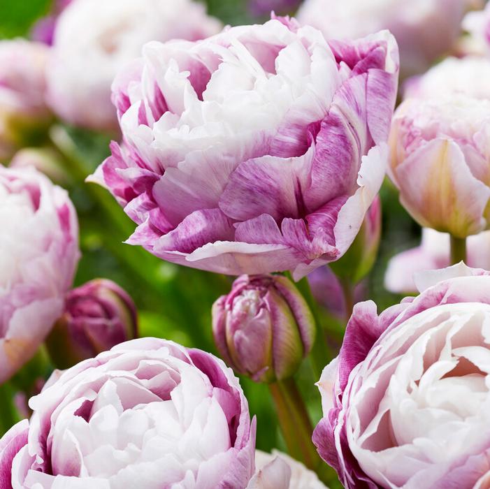 Wholesale Tulipa Double Late 'Double Surprise' - Tulip | A.D.R. Bulbs