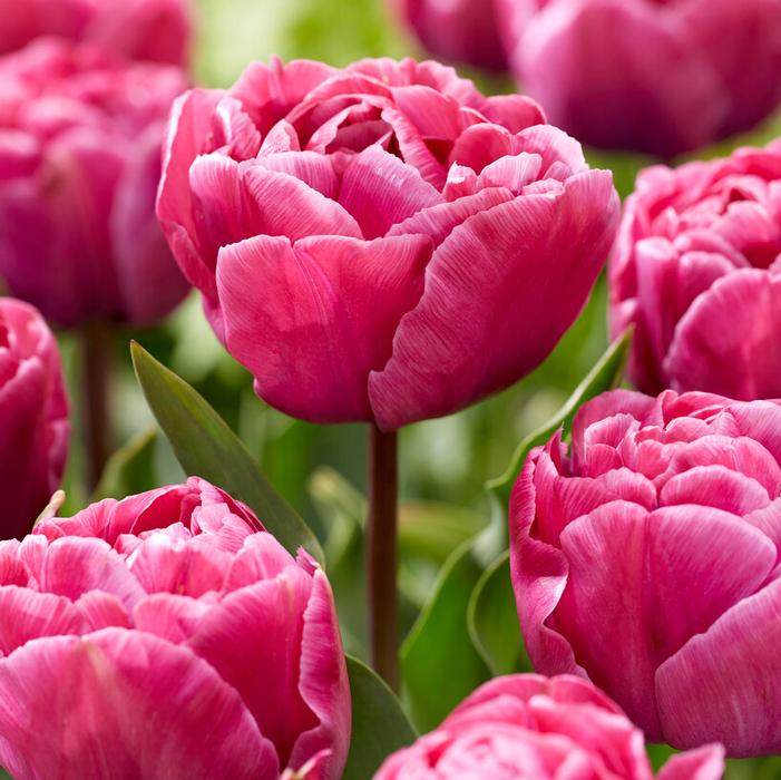 Wholesale Tulipa Double Late 'Rosy Diamond' - Tulip | A.D.R. Bulbs